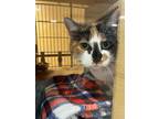 Adopt Loretta Lynn a Calico or Dilute Calico Domestic Shorthair (short coat) cat