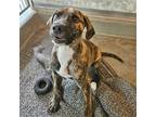 Adopt Enzo a Mixed Breed (Medium) / Mixed dog in Rancho Santa Fe, CA (41543805)