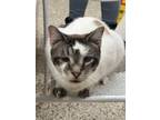 Adopt Boba a Domestic Shorthair / Mixed (short coat) cat in Little Rock