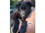 Adopt Bongo a German Shepherd Dog / Labrador Retriever / Mixed dog in Clinton