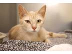 Adopt Persimmon a Orange or Red Domestic Shorthair (short coat) cat in House