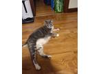 Adopt Sterling a Gray or Blue Tabby / Mixed (short coat) cat in West Caldwell