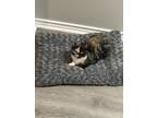 Adopt Sweetie a Calico or Dilute Calico Calico / Mixed (short coat) cat in