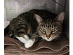 Adopt GAIA a Domestic Shorthair / Mixed cat in Salt Lake City, UT (41544837)