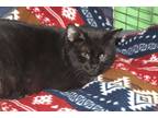 Adopt Maid Marian a All Black Domestic Shorthair (short coat) cat in House