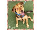 Adopt FLACO a Black - with Tan, Yellow or Fawn Hound (Unknown Type) / Mixed dog