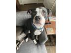 Adopt Otis a Black - with White American Pit Bull Terrier / Mixed dog in