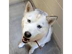Adopt Arnold a White - with Gray or Silver Husky / Mixed dog in Sheridan
