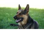 Adopt Roscoe a Black - with Tan, Yellow or Fawn German Shepherd Dog / Mixed dog
