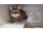 Adopt Peter a Domestic Shorthair / Mixed cat in Salt Lake City, UT (41544835)