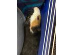 Adopt a Guinea Pig small animal in Salt Lake City, UT (41544834)