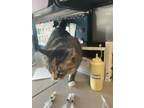 Adopt a Domestic Shorthair / Mixed cat in Salt Lake City, UT (41544833)