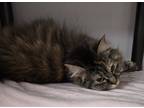 Adopt Kit Kit a Domestic Longhair / Mixed cat in Salt Lake City, UT (41544832)