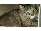 Adopt a Domestic Longhair / Mixed cat in Salt Lake City, UT (41544831)