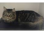 Adopt Jinx a Domestic Mediumhair / Mixed cat in Salt Lake City, UT (41544830)