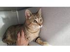 Adopt a Domestic Shorthair / Mixed cat in Salt Lake City, UT (41544829)