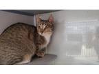 Adopt a Domestic Shorthair / Mixed cat in Salt Lake City, UT (41544828)