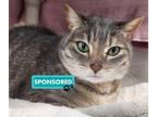 Adopt Twilight a Domestic Shorthair / Mixed cat in Edmonton, AB (41494246)