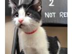 Adopt Mimi a Domestic Shorthair / Mixed cat in Edmonton, AB (41544824)