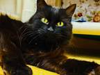 Adopt Bliss a Domestic Shorthair / Mixed cat in Edmonton, AB (41527055)