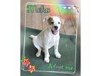 Adopt Meko a White - with Tan, Yellow or Fawn Australian Cattle Dog / Labrador