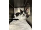 Adopt Zenny a Domestic Shorthair / Mixed cat in Edmonton, AB (41539929)