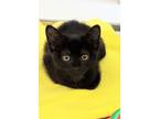 Adopt Bat 41489 a Domestic Shorthair / Mixed cat in Pocatello, ID (41544821)