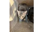 Adopt Screech 41490 a Domestic Shorthair / Mixed cat in Pocatello, ID (41544820)