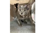 Adopt Figaro 41498 a Domestic Shorthair / Mixed cat in Pocatello, ID (41544819)