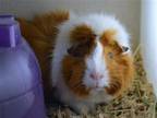 Adopt CINNAMON a Guinea Pig (medium coat) small animal in Denver, CO (41542969)
