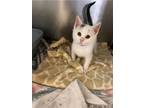 Adopt Jaq a Domestic Shorthair / Mixed cat in Knoxville, TN (41544817)