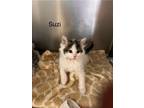 Adopt Suzi a Domestic Shorthair / Mixed cat in Knoxville, TN (41544816)
