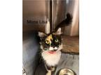 Adopt Mona Lisa a Domestic Mediumhair / Mixed cat in Knoxville, TN (41544813)