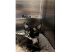 Adopt Rogue a Domestic Mediumhair / Mixed cat in Knoxville, TN (41544812)