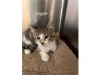 Adopt Logan a Domestic Mediumhair / Mixed cat in Knoxville, TN (41544811)