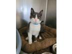 Adopt Turtle a Domestic Shorthair / Mixed cat in Knoxville, TN (41544808)
