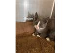 Adopt Mouse a Domestic Shorthair / Mixed cat in Knoxville, TN (41544807)