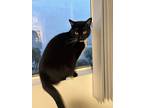 Adopt Darby a Black & White or Tuxedo Domestic Shorthair / Mixed (short coat)