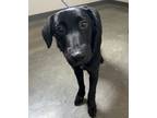 Adopt Dulce a Labrador Retriever / Hound (Unknown Type) / Mixed dog in