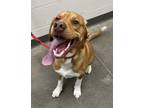 Adopt Beau a Redbone Coonhound / Mixed dog in Burlington, KY (41544803)