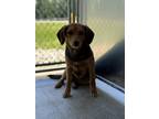 Adopt Dixie a Beagle / Mixed dog in Burlington, KY (41544801)