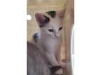 Adopt Tater a Domestic Shorthair / Mixed cat in Burlington, KY (41544800)