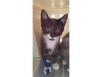 Adopt Pookie a Domestic Shorthair / Mixed cat in Burlington, KY (41544798)