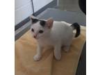 Adopt Rascal a Domestic Shorthair / Mixed cat in Burlington, KY (41544796)