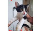 Adopt Eclipse a Domestic Shorthair / Mixed cat in Burlington, KY (41544794)