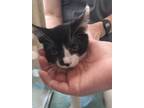 Adopt Stash a Domestic Shorthair / Mixed cat in Burlington, KY (41544792)