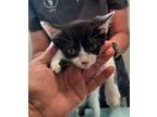 Adopt Black Foot a Domestic Shorthair / Mixed cat in Burlington, KY (41544790)