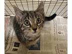 Adopt TABBY a Brown or Chocolate Domestic Mediumhair / Mixed (medium coat) cat