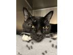 Adopt Paris a Domestic Shorthair / Mixed cat in Richmond, VA (41544775)