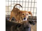 Adopt Delta a Brindle - with White Labrador Retriever / Plott Hound / Mixed dog
